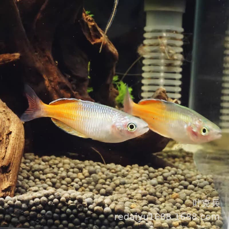 Shanghai wholesale Stone Beauty Fish, Pigeon Electric Light Beauty Fish, Neon Green Congo Tetra, small tropical ornamental fish