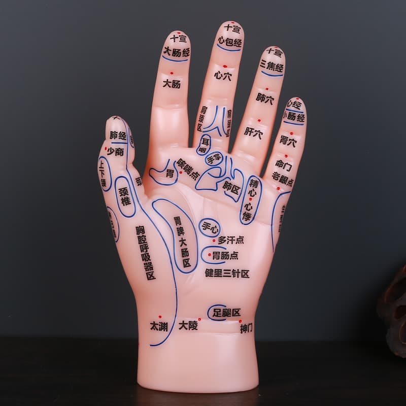 Hand Acupoint Model - Reflexology Massage Model - Clear Engravings - Traditional Chinese Medicine Teaching Reference - Human Acupoint Mold