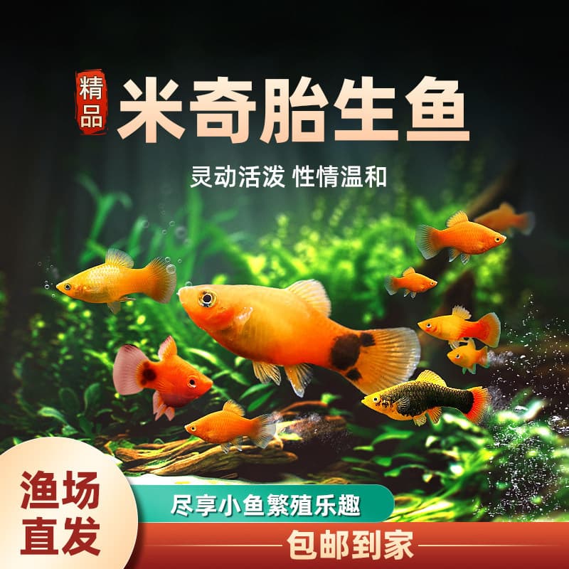 Molly Fish Tropical Freshwater Fry Ornamental Fish Easy to Keep and Hardy Aquatic Small Pets Guppy Mickey Livebearer Fish