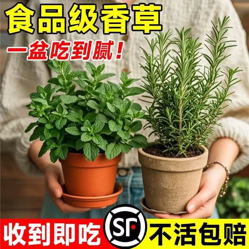 Edible potted mint seedlings, hydroponically grown indoors, mosquito repellent, rosemary, herb, suitable for balcony and garden planting.