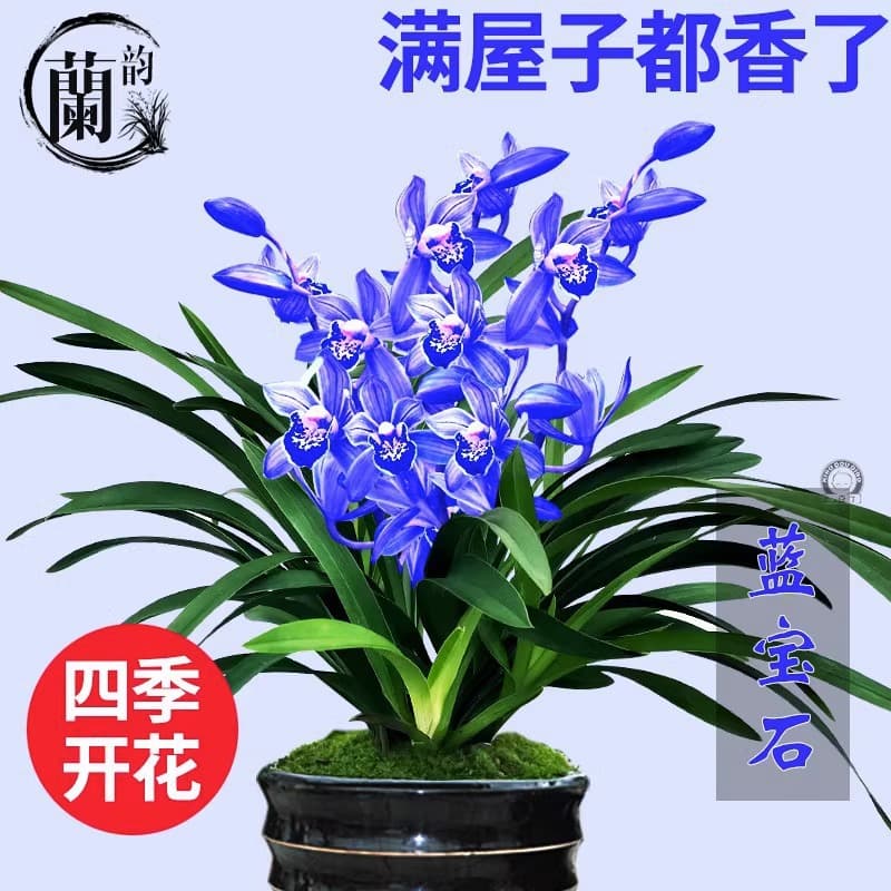 Cymbidium Orchid Top Ten Rare Orchids Four Seasons Flowering Easy Care Potted with Flower Buds Green Plant Cold Tolerant Strong Fragrance