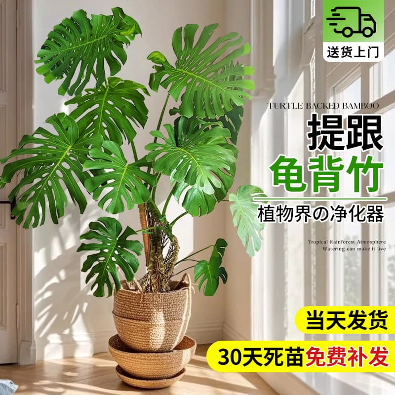 Monstera Deliciosa Old Stump Large Potted Plant with Exposed Roots, Large Leaves, Indoor Living Room Giant Green Plant, Easy to Care For