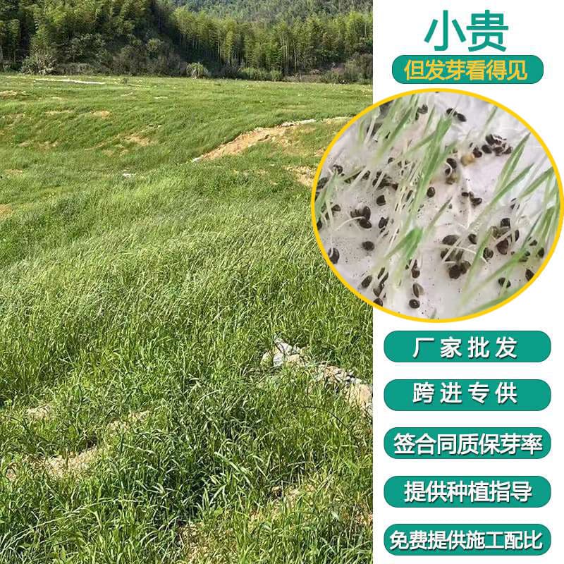 Four Seasons Grass Seed, Foxtail Grass Seed, Heat, High Temperature, Drought, and Poor Soil Tolerant for Landscaping and Mountain Slope Revegetation