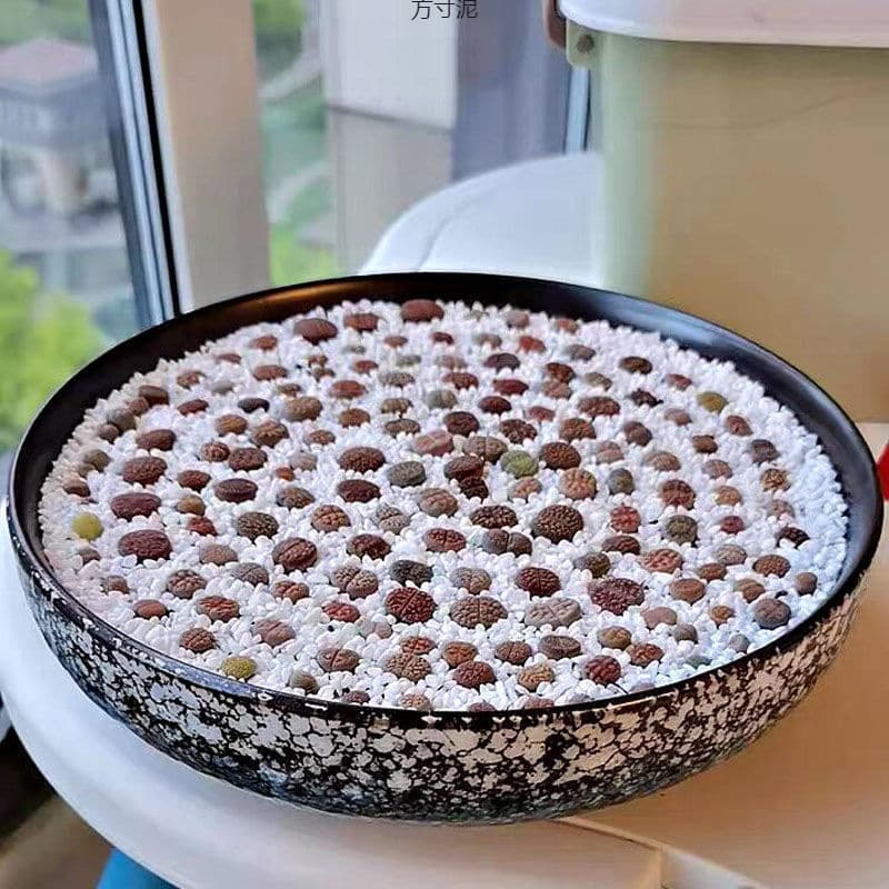 Large Diameter Succulent Flower Pots, Ceramic Flower Pots for Green Plants, Round Medium-Sized Flower Pots, Extra-Large Size, Factory Wholesale