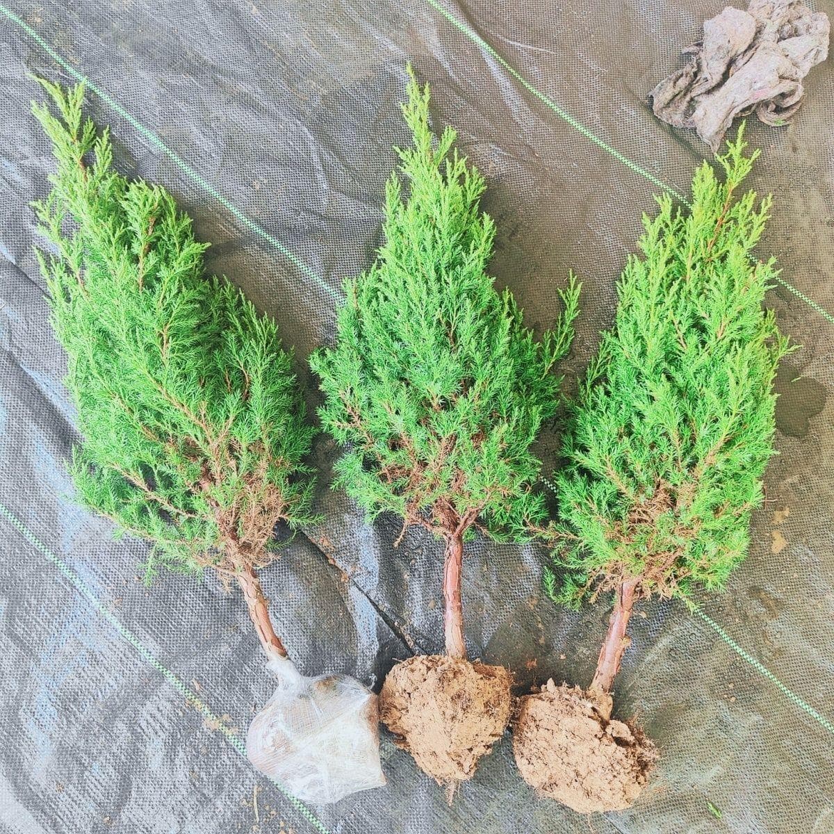 Arborvitae seedlings, pine seedlings, cypress seedlings, Chinese juniper seedlings, oriental arborvitae seedlings, dragon juniper seedlings, pine and cypress seedlings, evergreen all year round