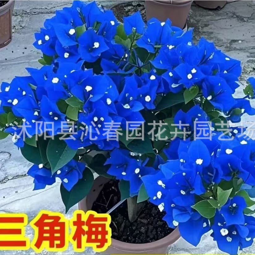 Cross-Border Supply: Bougainvillea Seeds, Climbing Double-Petal Bougainvillea Seeds, Four-Season Blooming Red Bougainvillea Seeds