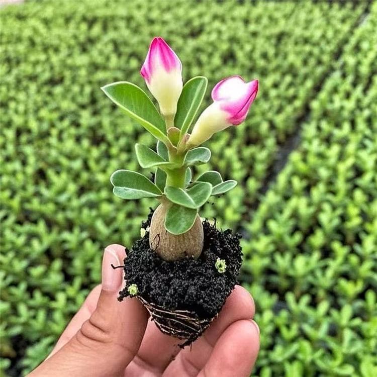 Double-Petal Desert Rose Potted Plant, Drought-Tolerant Flowering Plant for Courtyard, Indoor Balcony Bonsai, Easy to Grow and Bloom