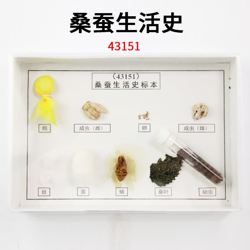 Silkworm life cycle specimen J43151 for elementary school science experiments, biological instruments, teaching equipment.