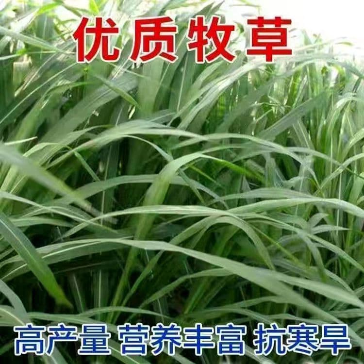 Hairless cold-resistant sweet elephant grass No. 3 seed section perennial evergreen for cattle, sheep and pigs edible fresh grass with buds