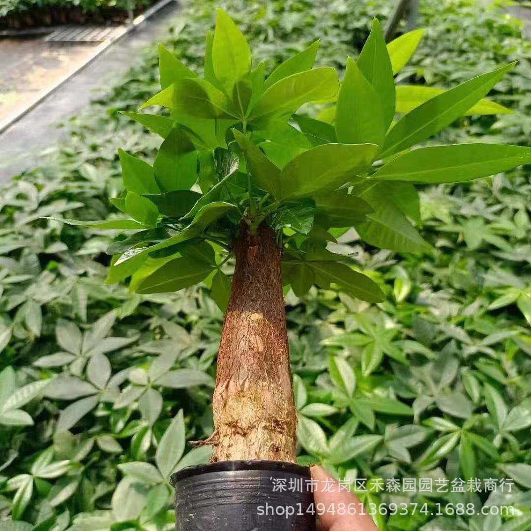 Money Tree Potted Green Plant 60 Office Living Room Indoor Bonsai Easy Care Small Lucky Tree Wholesale Direct Supply