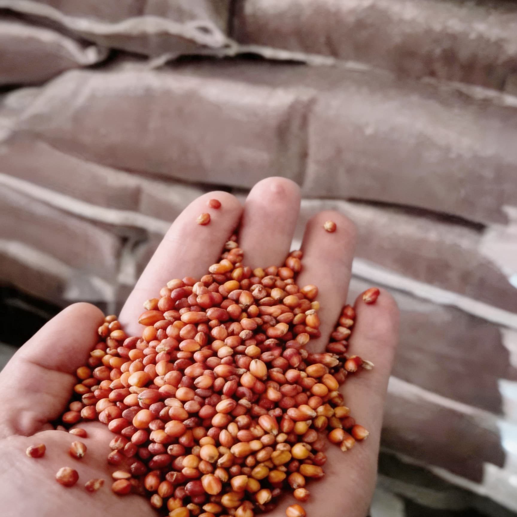 Red Sorghum Parrot Bird Food, Shelled Bird Feed with Skin, Pigeon Food for Racing, Ornamental, Meat, Young and Adult Pigeons, Wholesale 25kg