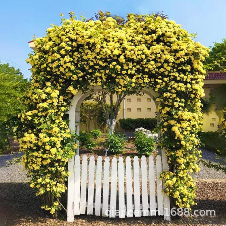 Courtyard Fragrant Yellow Banksia Rose Seedlings, Potted, Blooms in First Year, Climbing Plant, Sweet Red and White Banksia Rose Seedlings