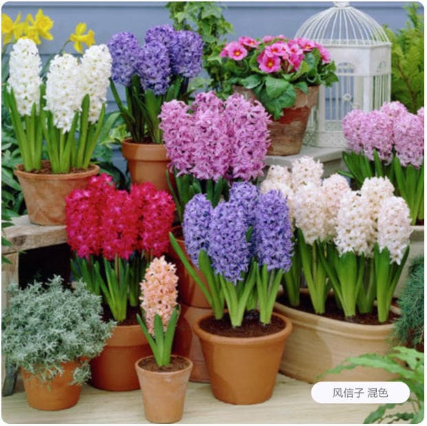 Hydroponic Hyacinth Bulbs, Soil or Water Cultivation, Tulip, Cold-Resistant Indoor Potted Plants, Easy-to-Grow Flower Seeds