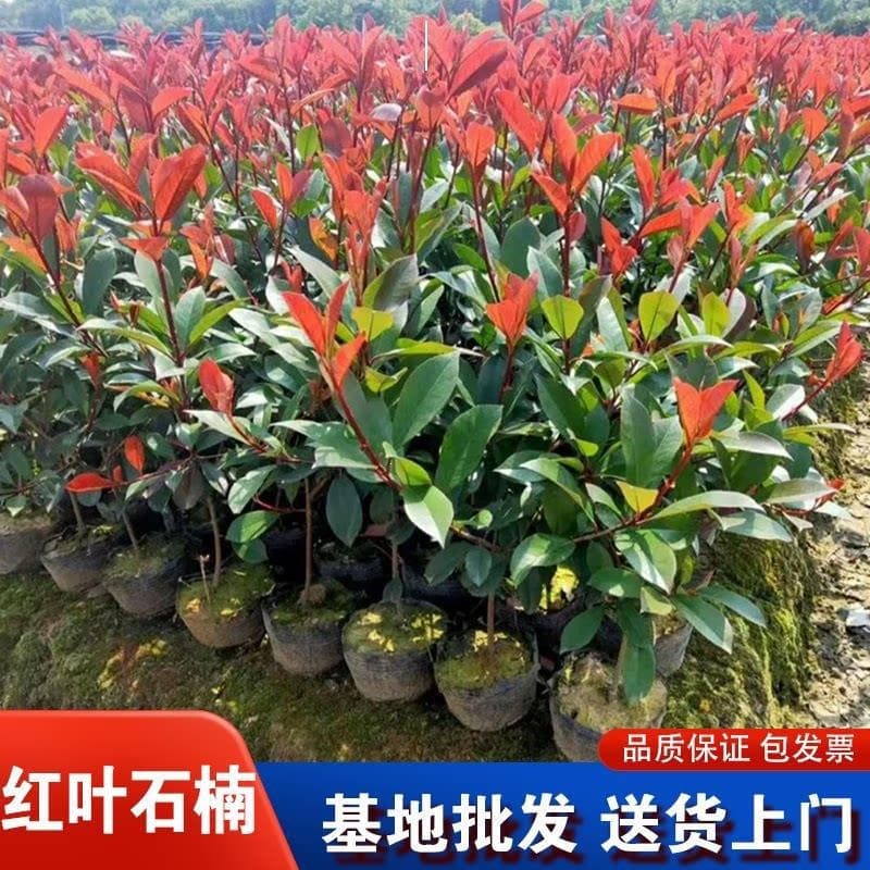 Red Leaf Photinia Sapling Red Flame Seedling Courtyard Villa Hedge Barrier Greening Seedling Potted Ground Cover Landscape Plant