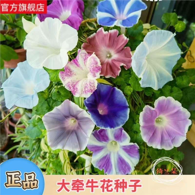 Extra large American morning glory climbing vine large morning glory four seasons balcony courtyard fence easy to plant flower seeds