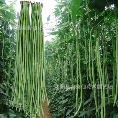 High-yielding cowpea seeds that can be sown and harvested year-round, with extra-long green stripes, suitable for spring sowing as pole beans and as green bean seeds.
