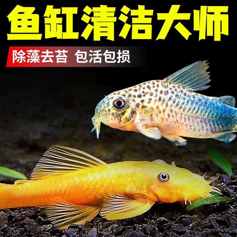 Cleaner Fish, Gold Algae Eater, Tropical Small Cleaner Fish Fry, Golden Bristlenose Pleco, Clean Aquarium Waste