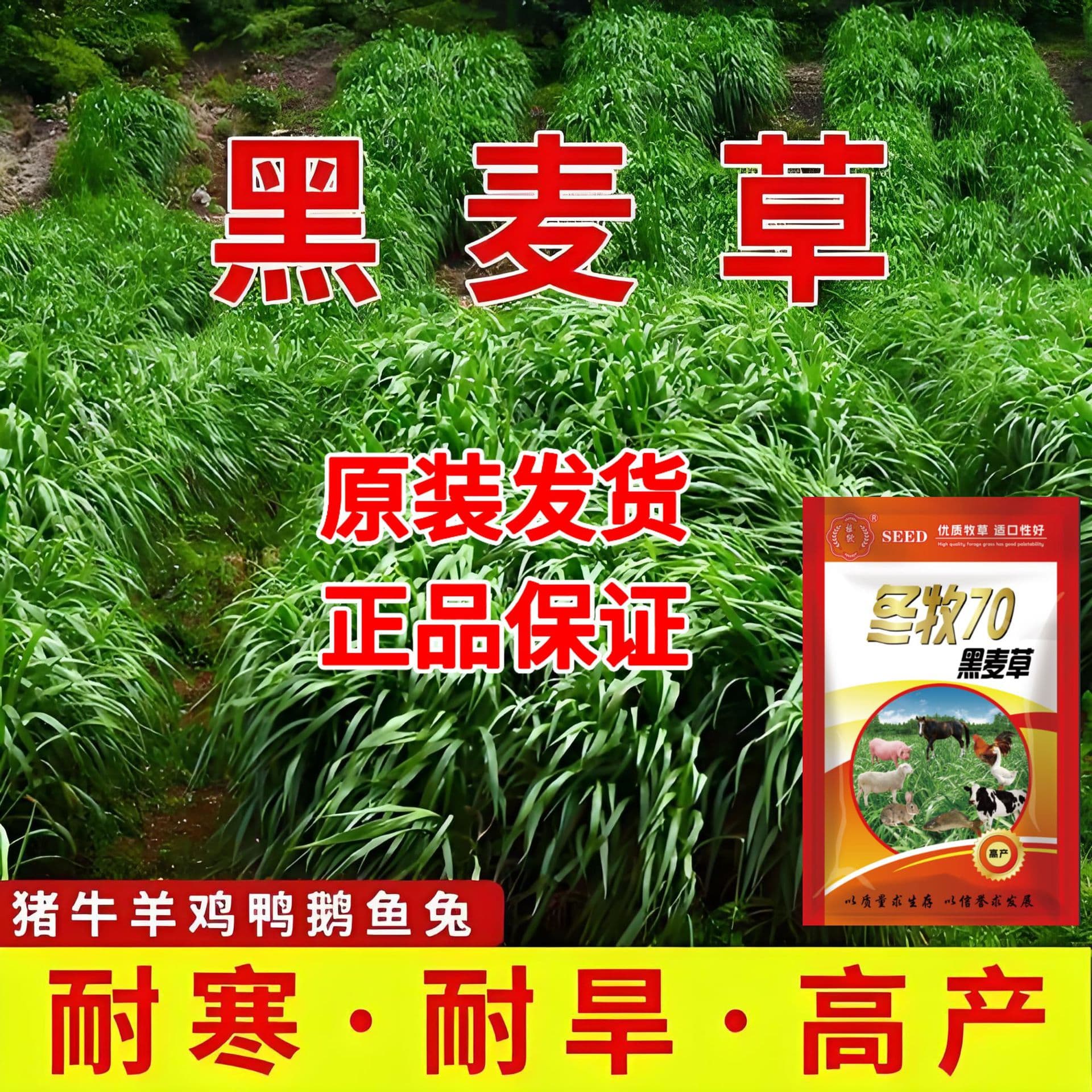 Winter Grazer 70 Ryegrass Forage Seed, High Yield Year-Round, Multiple Harvests for Livestock and Poultry Feeding