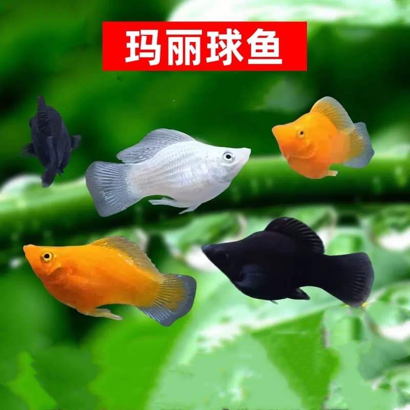 Gold and Silver Black Ballfish, Mary Ballfish, Tropical Ornamental Fish, Viviparous Fish, Teapot Fish, Directly Spawn Small Fish in the Aquarium