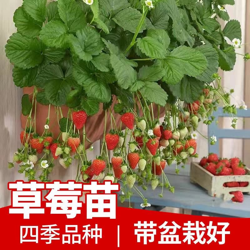 Garden Strawberry Seedlings for Outdoor and Balcony Planting, Edible Cream Varieties for Northern and Southern Regions, Pink Jade Green Plants