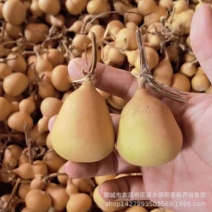 Natural Small Gourd Hand-Held Chubby Gourd American Gourd Playable Gourd Cultural Play Thick-Waisted Gourd