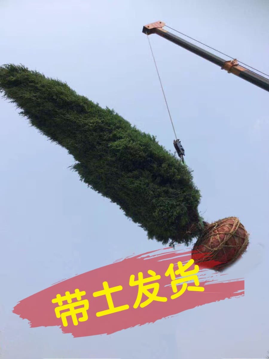 Cypress saplings, big pagoda cypress, hinoki cypress, cypress, arborvitae, juniper pine, pagoda pine, dragon cypress, juniper, Shu cypress, evergreen and cold-resistant