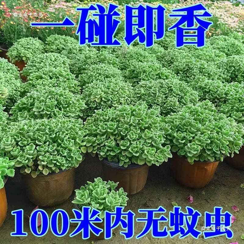 Plectranthus 'Mona Lavender' potted edible green plant, mosquito-repelling, refreshing mint seedlings, succulent plants, flowers, air-purifying, fragrant touch.