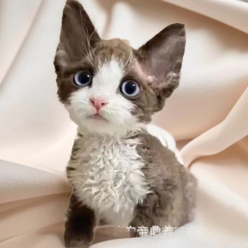 Purebred Devon Rex Kitten Live Cat Curly Cat Young Cat Abyssinian Kitten Live Cat