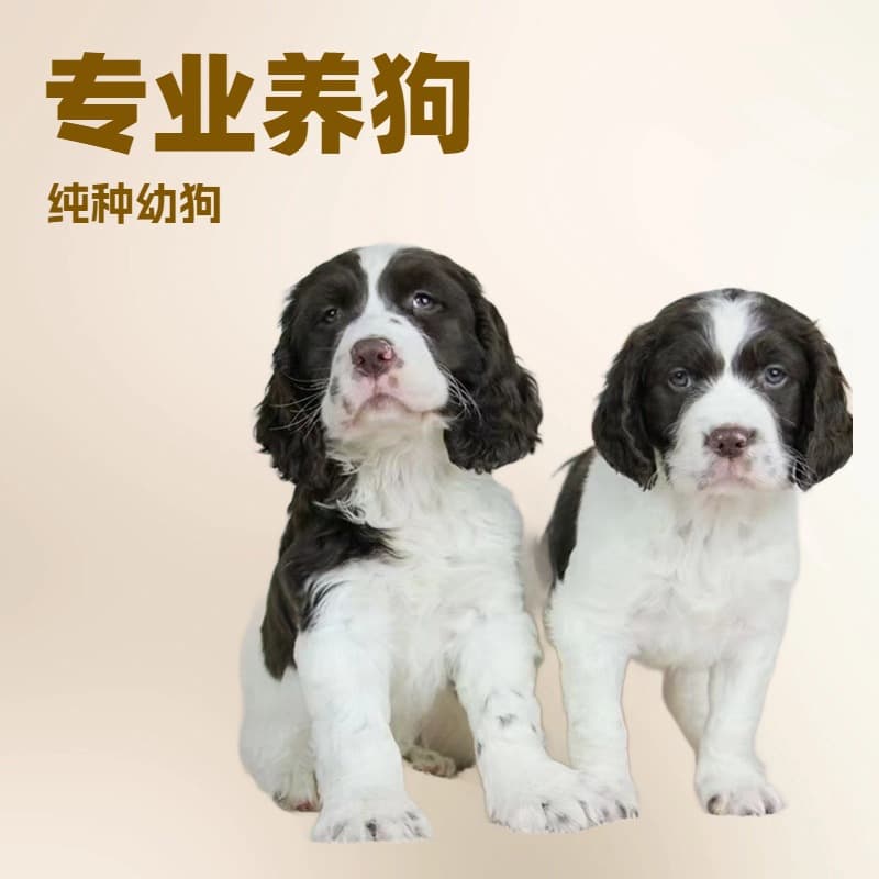 Professional Springer Spaniel Puppy Live Dog Purebred Puppy Family Pet Dog Hunting Dog