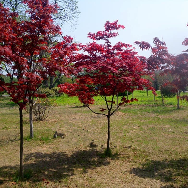 Red maple saplings, red maple survival, high potted saplings, complete specifications, Chinese red maple, Japanese red maple saplings