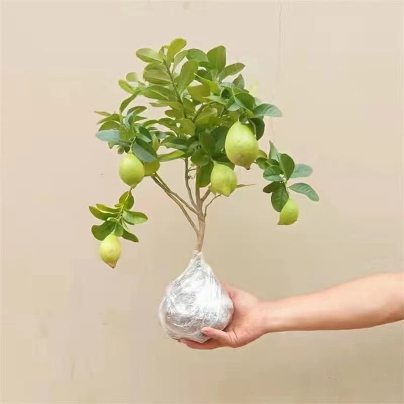 Perfume lemon saplings potted with fruit indoor and outdoor fruiting seedless four-season lemon saplings edible lemon tree fruit saplings