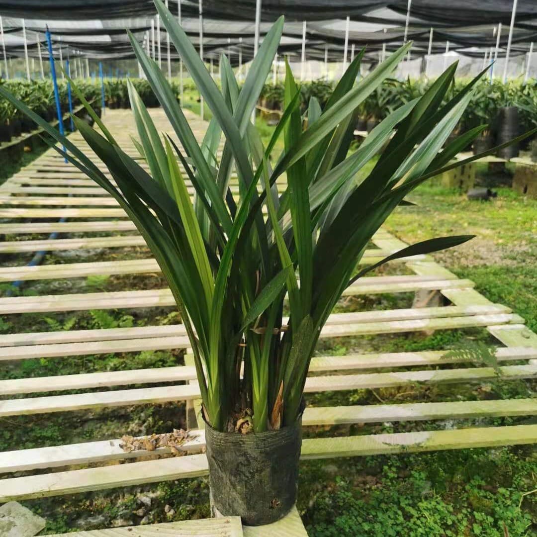 Top Ten Rare Orchids Mo Lan Qi Hei Fresh Seedling, High-End Indoor Potted Plant with Strong Fragrance and Flower Buds, Guaranteed Survival