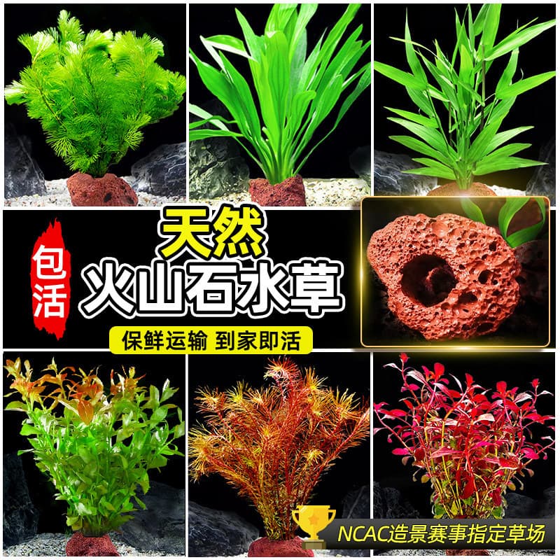 Aquarium Live Plants Real Grass Aquascaping Decor Beginner Plants Egeria Green Cabomba Negative Grass Volcanic Rock Water Purification Greenery