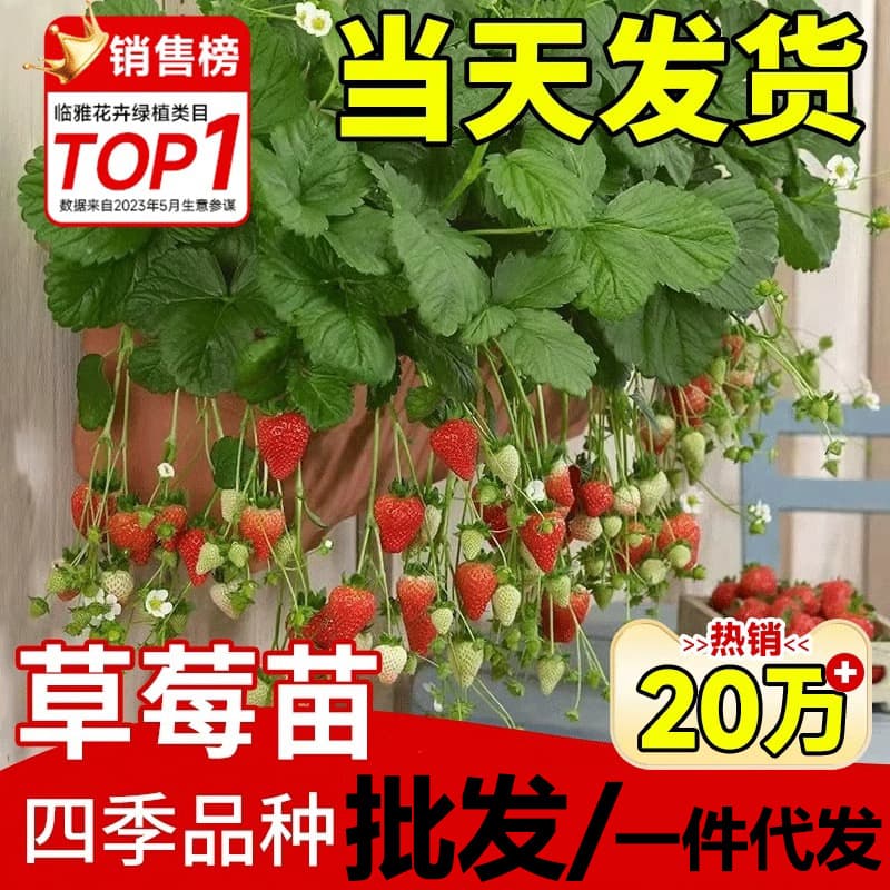 Cream Strawberry Seedlings Potted with Soil and Pot, Red Cheek Variety Seeds Edible, Four-Season Balcony Planting New Vine Seedlings with Fruit
