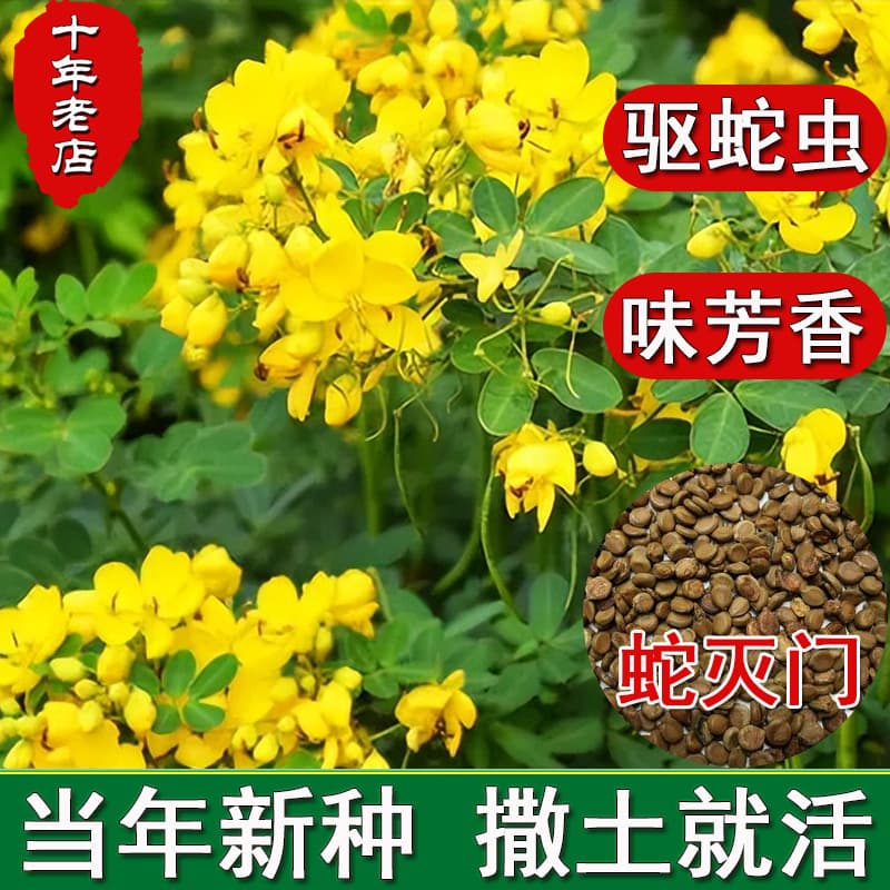 Snake Repellent Plant Seeds - Four-Season Planting, Wild Senna, Touch-Me-Not, Snake Repellent Grass Seeds