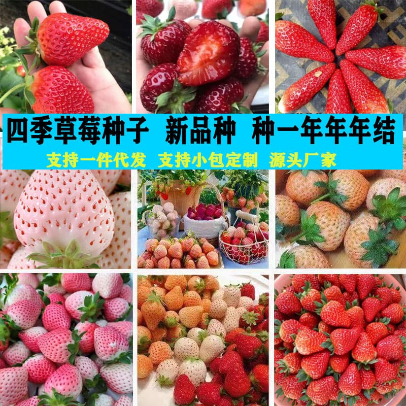 Four-Season Strawberry Seeds, Easy to Grow, Strawberry Seed Plants for Courtyard, Balcony, Potted Plants, Indoor and Outdoor Flowers, Seed Cream