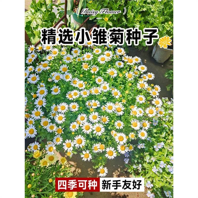 Flower Seeds, Small Daisies, Four-Season Planting and Blooming Chamomile Flower Seeds, Margaret Balcony Potted Flower Seedlings