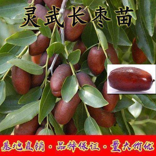 New Variety Ningxia Lingwu Long Jujube Tree Seedlings, Bearing Fruit the Same Year, North-South Planting, Grafted Authentic Lingwu Long Jujube Tree Seedlings