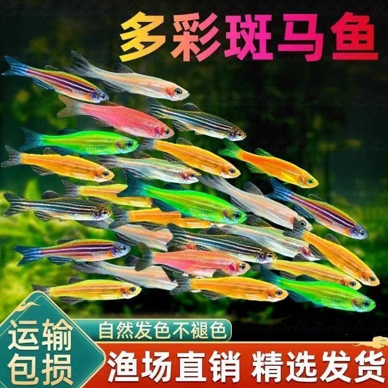 Colorful Hardy Zebrafish Candy Colored Small Fish Easy to Keep Small Ornamental Aquarium Fish Freshwater Fish for Beginners