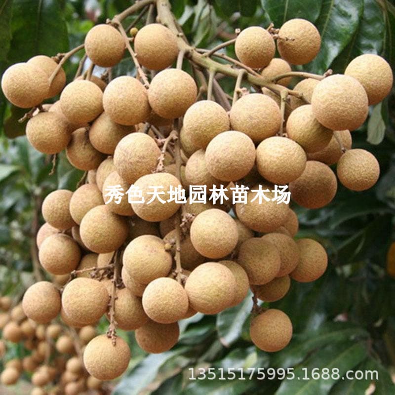 Longan Tree Seedlings - Shixia, Chuliang, Four-Season Longan Fruit Saplings for Southern Planting, Fruit Trees for Garden Greening