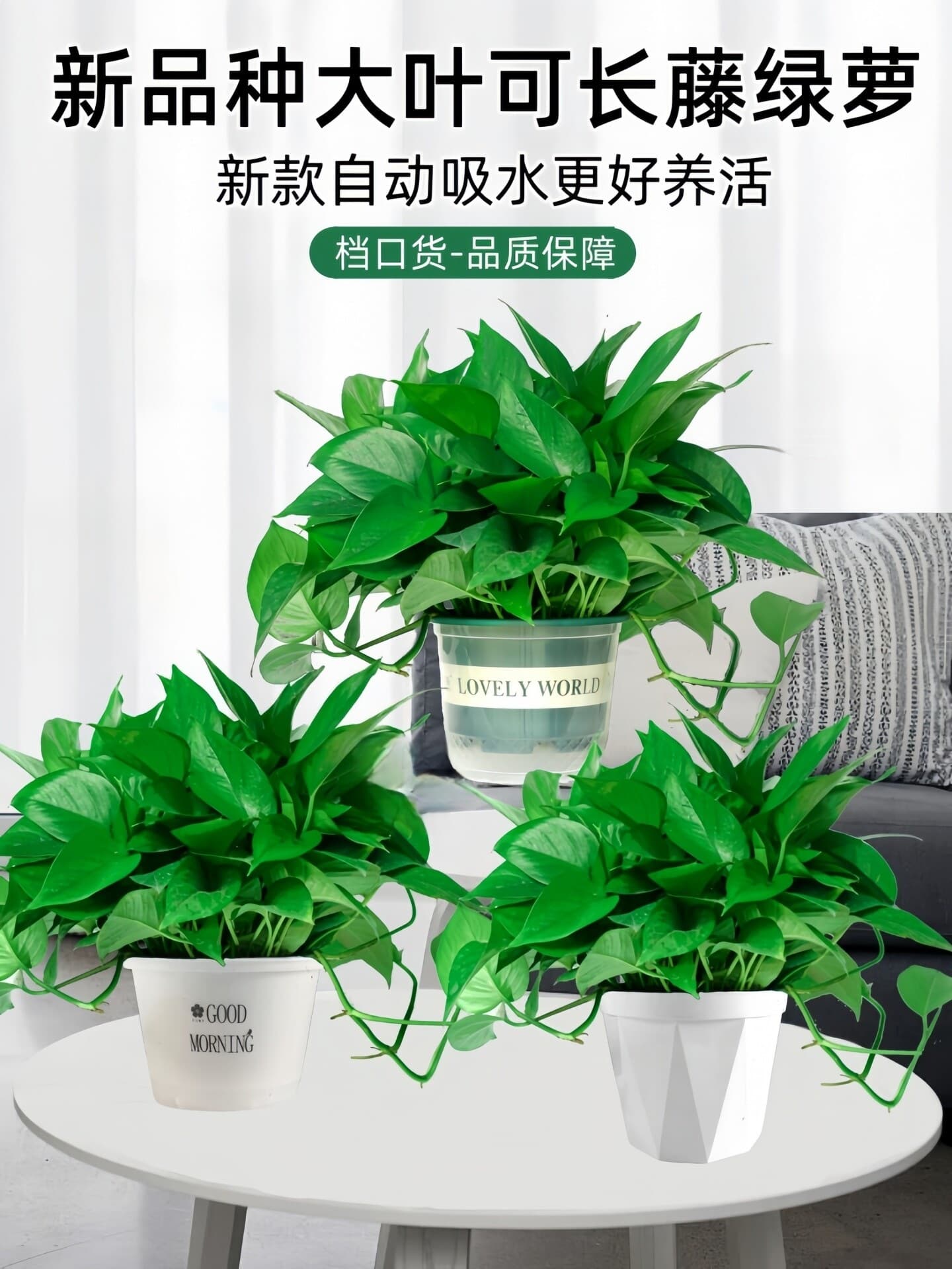 Green Ivy Potted Indoor Plant for New Home, Air Purifying, Hydroponic Green Plant, Long Vine Hanging Large Leaf Green Ivy