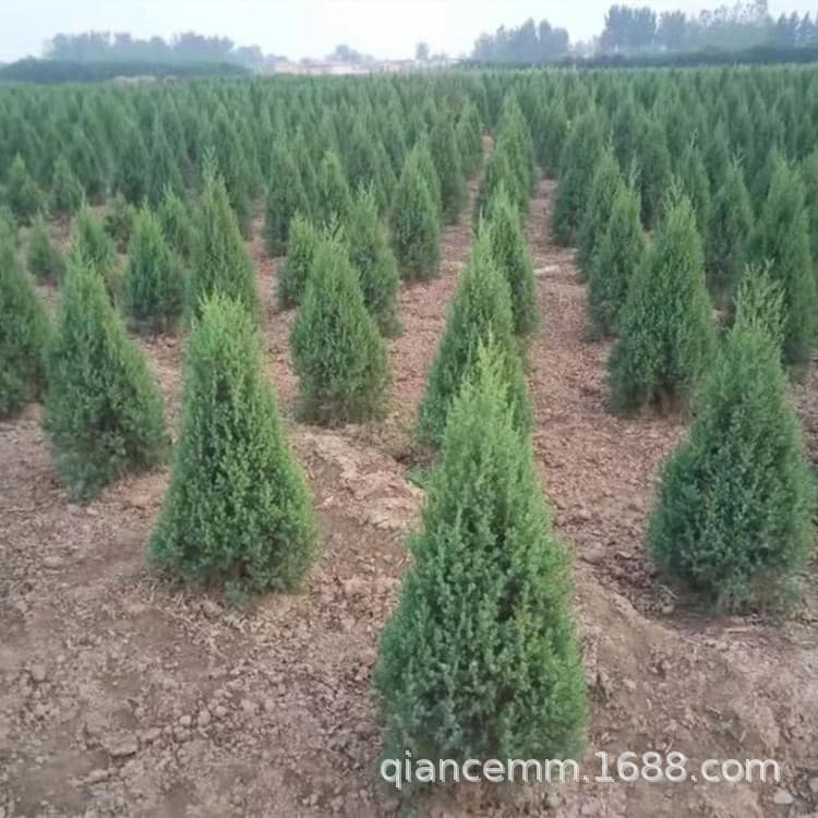 Pine and Cypress Saplings, Oriental Arborvitae, Chinese Arborvitae, Round Cypress, Tower Cypress, Pagoda Pine, Dragon Cypress, Greening Seedlings, Cemetery Evergreen
