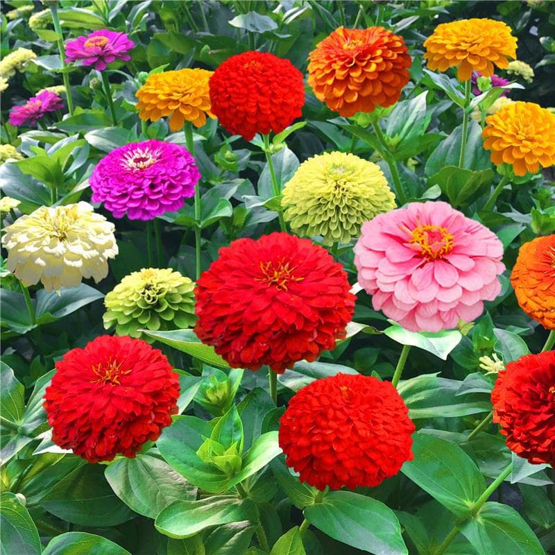 Step-by-step flower seeds, large double-petal mixed color zinnia seeds, garden seeds, easy-to-grow outdoor flower seeds