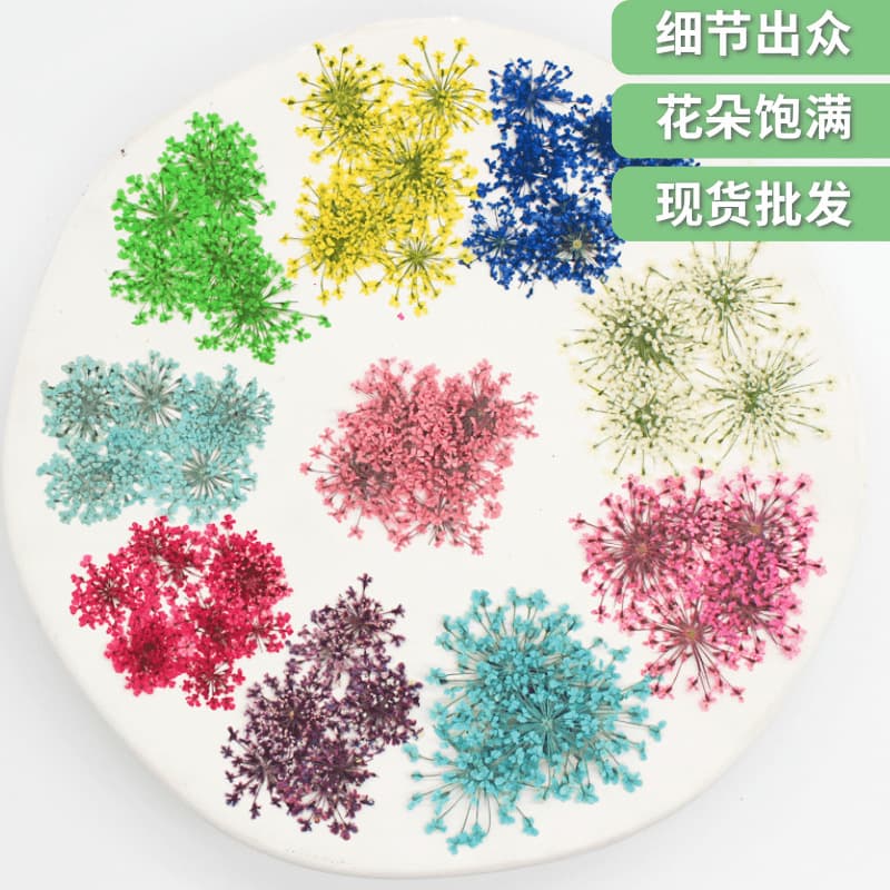Snow Pearl Lace Flower Dried Flower Pressed Flower Wholesale Plant Specimen Nail Art Epoxy Resin Flower Frame Material 2000 Pieces Pack