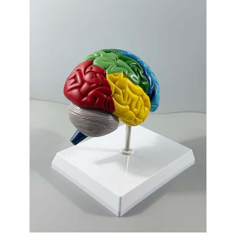 Production of a 1:1 scale human skeletal anatomy model of the right hemisphere of the brain for medical teaching.