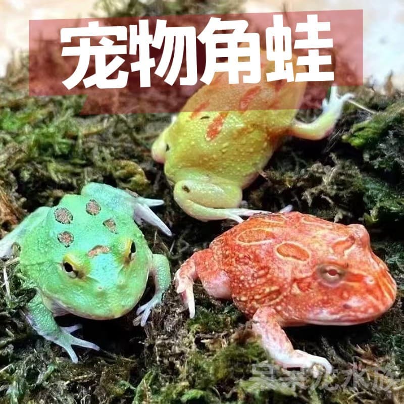 Wholesale Horned Frog Pet Frog Popular Horned Frog Green Horned Frog Golden Horned Frog Pumpkin Original Color Drop Shipping