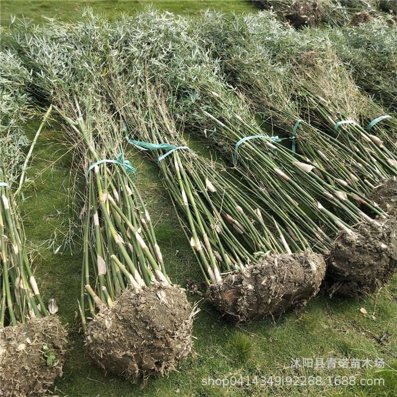 Nursery Direct Sale of Cixiao Bamboo Seedlings, Bamboo Plants, Landscaping Seedlings, Engineering Seedlings, Large Supply of Various Engineering Bamboo Seedlings