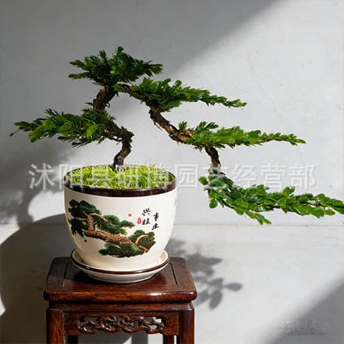 Black Pine Bonsai Real Pine Bonsai Shaped Pine Tree Sapling Welcome Pine Bonsai Real Tree Black Pine Sapling Podocarpus