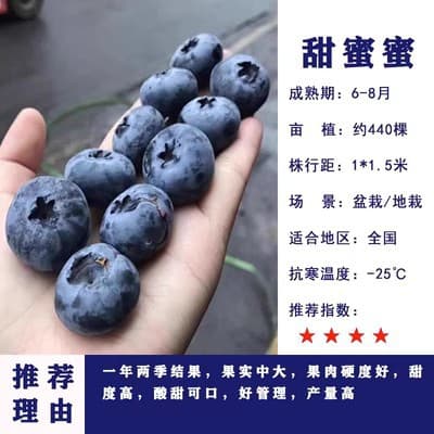 Blueberry Seedling, Potted, Suitable for Four-Season Balcony Fruit Tree Planting in Southern and Northern Regions, Courtyard Fruit Tree Seedlings, Bears Fruit in the Same Year