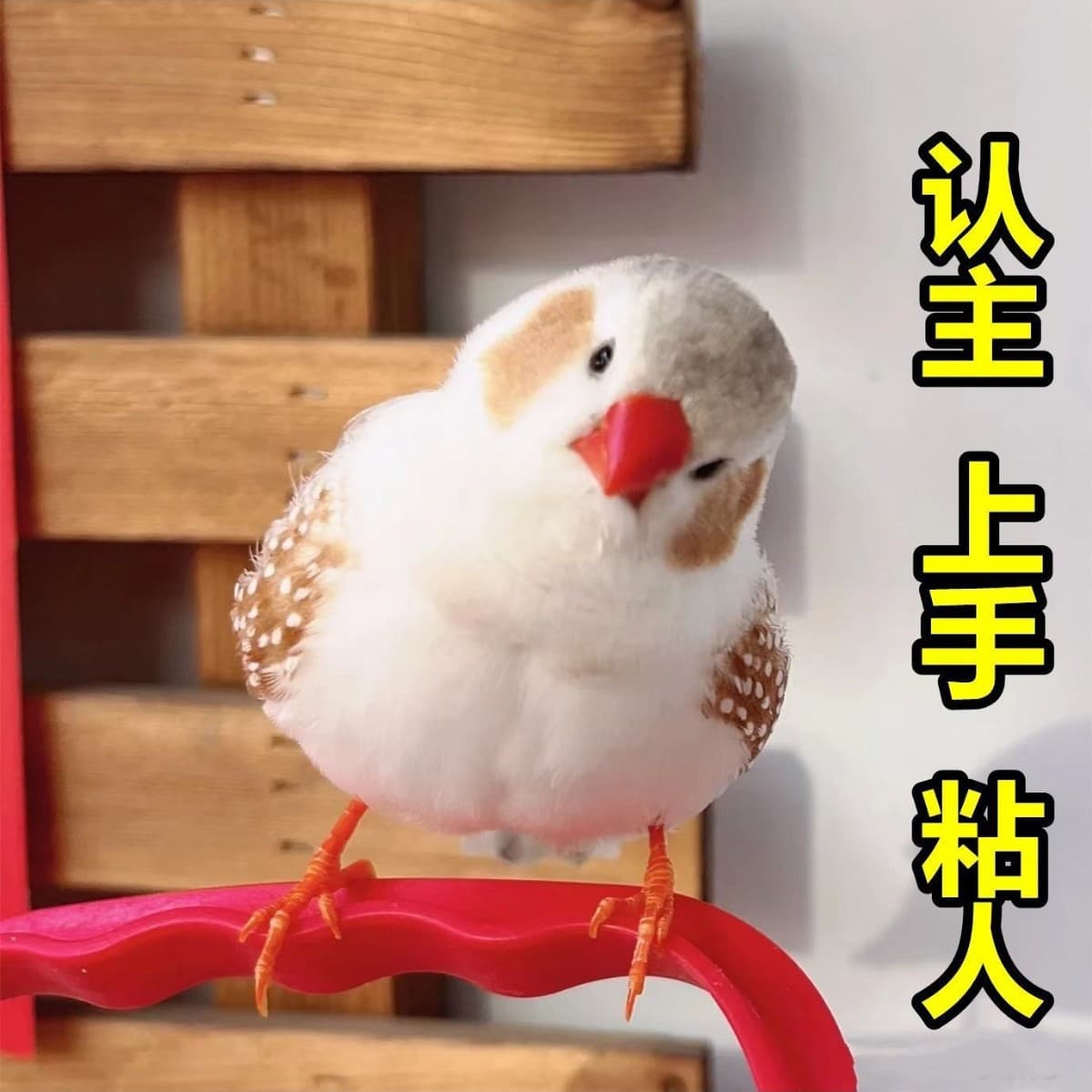 Zebra Finch Pet Live Bird, Gray White Pearl Finch, Cute Pet Bird, Pair of Small Birds, Wooden Other